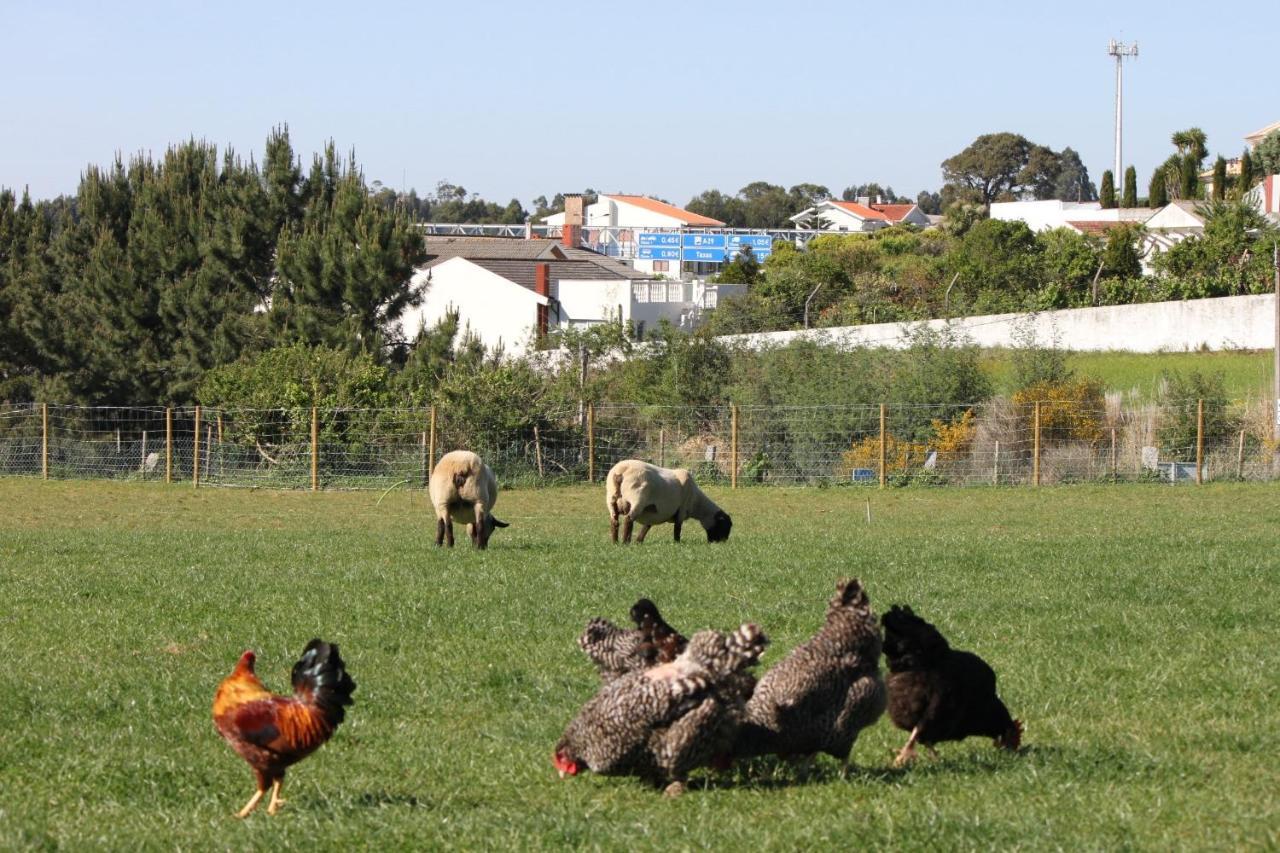 Casa Dos Meus Avos -villas - Gaia & Porto